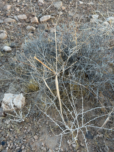 Eriogonum inflatum