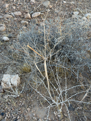 Eriogonum inflatum