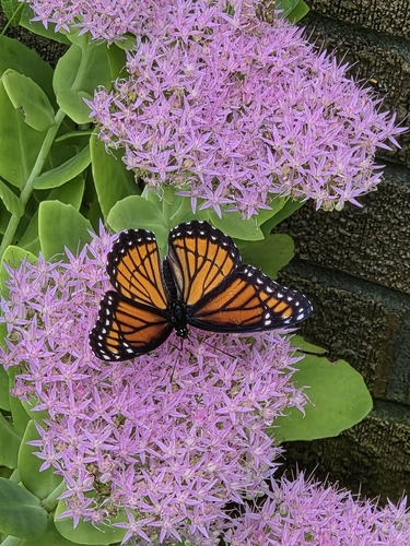 Viceroy