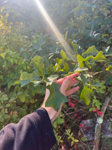 Quercus ilicifolia, photograph 2