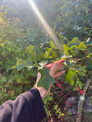 Quercus ilicifolia, photograph author not stated, no rights reserved