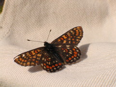 Euphydryas intermedia