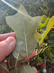 Quercus ilicifolia, photograph author not stated, no rights reserved