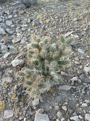 Cylindropuntia echinocarpa