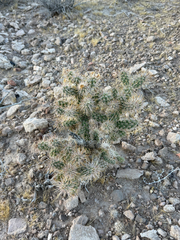 Cylindropuntia echinocarpa