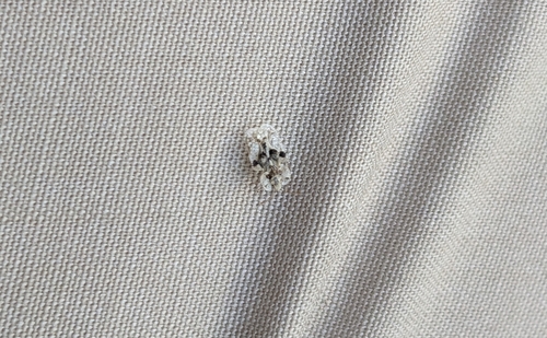 oak lace bug
