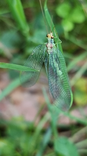 Nineta pallida