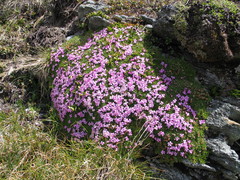 Silene acaulis exscapa