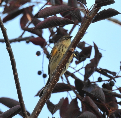Yellow-rumped Warbler