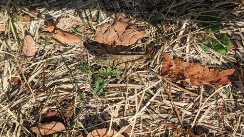 Italian locust