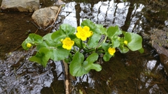 Caltha palustris