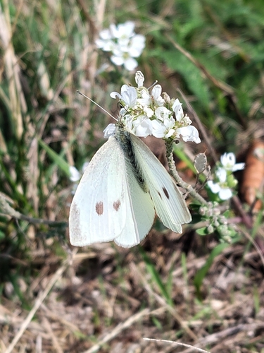 Small White