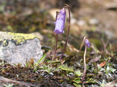 Soldanella pusilla