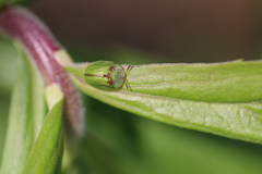 Cassida stigmatica