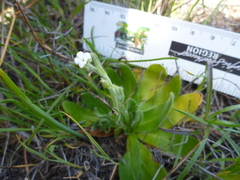 Plagiobothrys tenellus