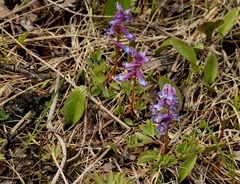 Corydalis ambigua