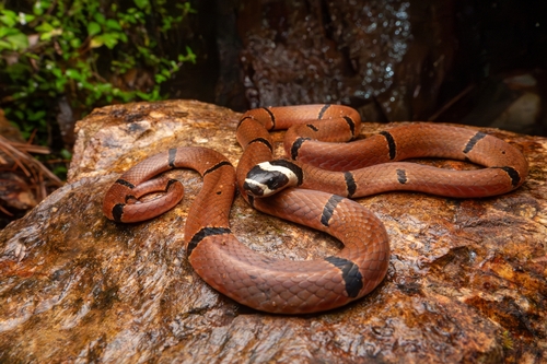 Kellogg's Coral Snake