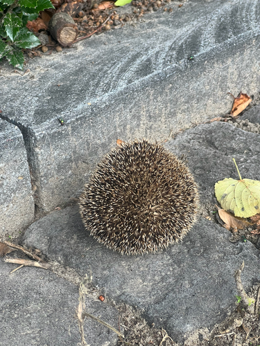 Common Hedgehog