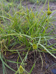Carex bohemica