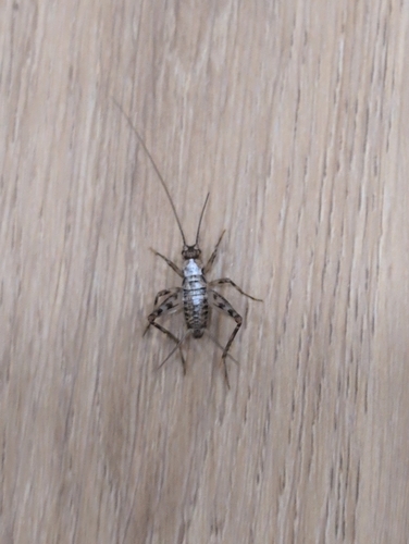 Petaloptila galaica