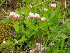 Trifolium thalii