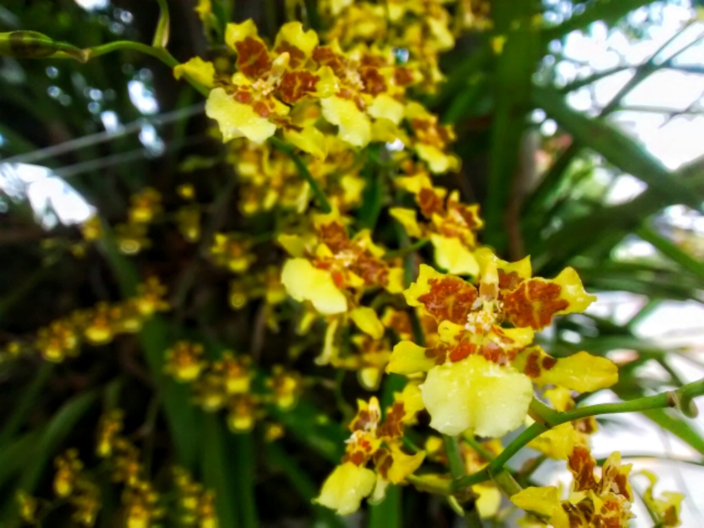 Flor de Mayo (Orquídeas Del Valle de Mexico 🇲🇽 ) · iNaturalist
