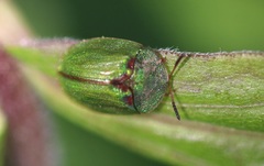 Cassida stigmatica