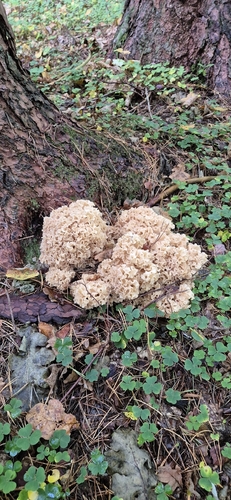 Cauliflower Fungus