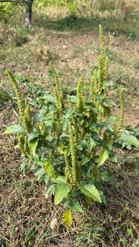 powell's amaranth