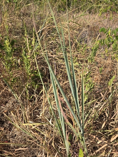 Indiangrass
