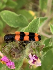 Trichodes crabroniformis