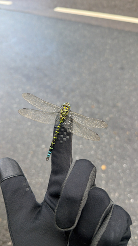 Southern Hawker