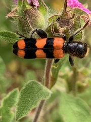 Trichodes crabroniformis