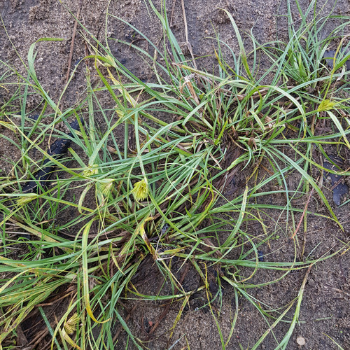 Carex bohemica, photograph 2