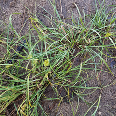 Carex bohemica, photograph (c) Дарья Друщенко, some rights reserved (CC BY)