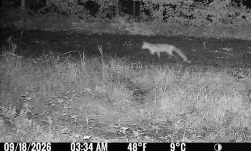 Red Fox