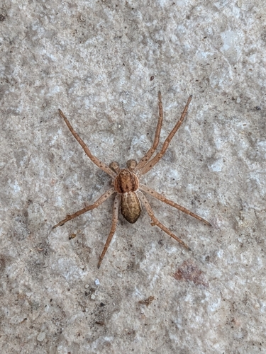 Eurasian Running Crab Spider