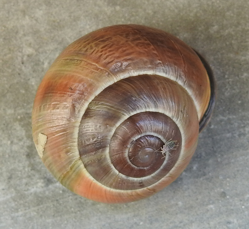 Brown-lipped Snail