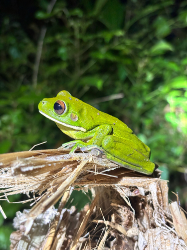 Nyctimystes infrafrenatus
