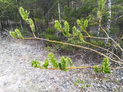 Salix