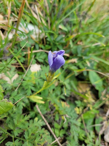 Fringe-flowered Gentian