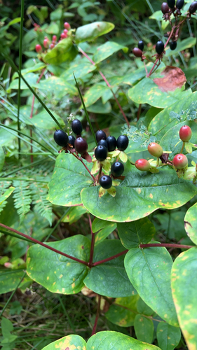 Tutsan