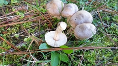 Inocybe lacera