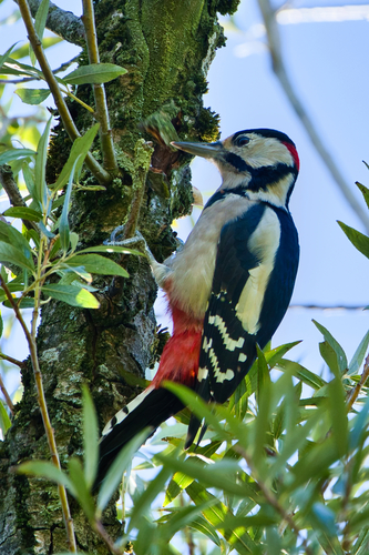 Great Spotted Woodpecker