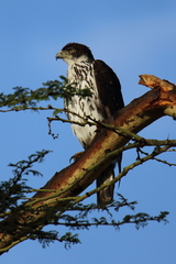 African Hawk-Eagle photo 5