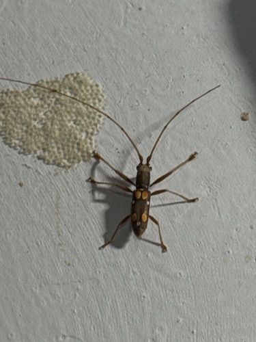 Cocoa Branch Borer