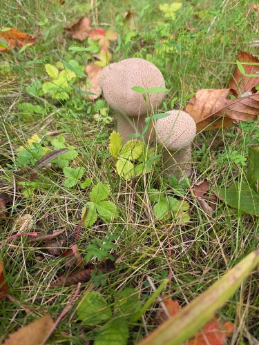 Pestle Puffball