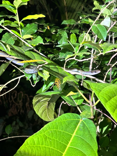 Photo of a Kei Treesnake (Dendrelaphis keiensis)