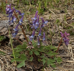 Corydalis ambigua