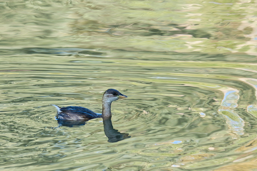 Little Grebe